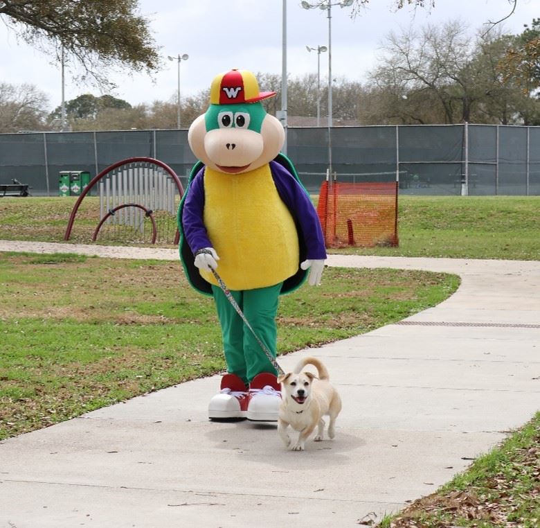 Wally walking a dog in Dow Park