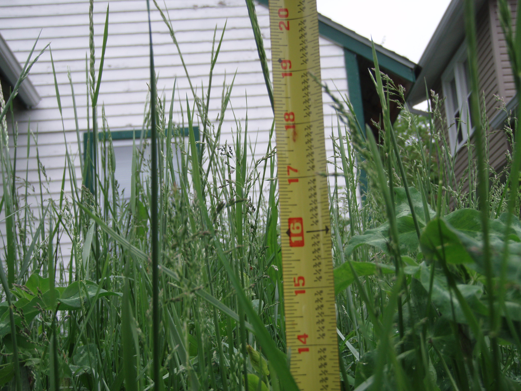 image of over grown yard